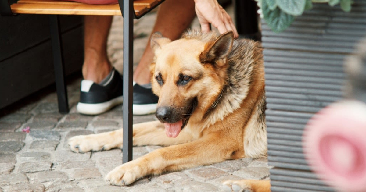 The Best DogFriendly Patios In Denver