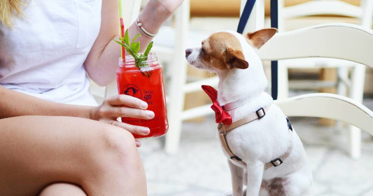 Tito's Vodka for Dog People