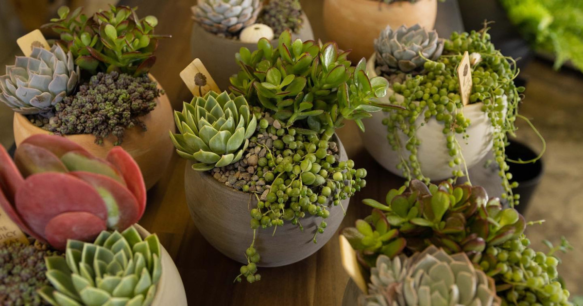 Best Plant Shops in LA