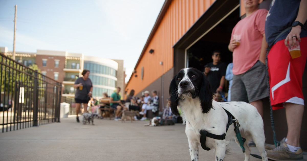 indy-s-dog-friendly-bars-restaurants