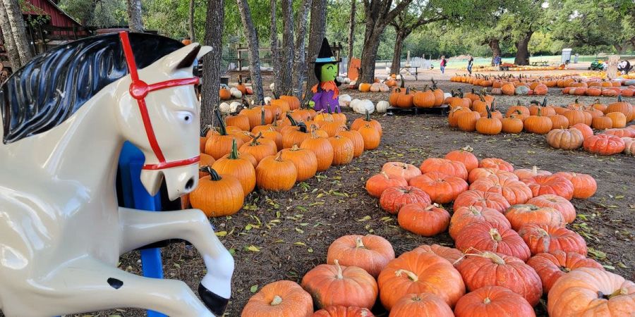 Round Rock Pumpkin Festival