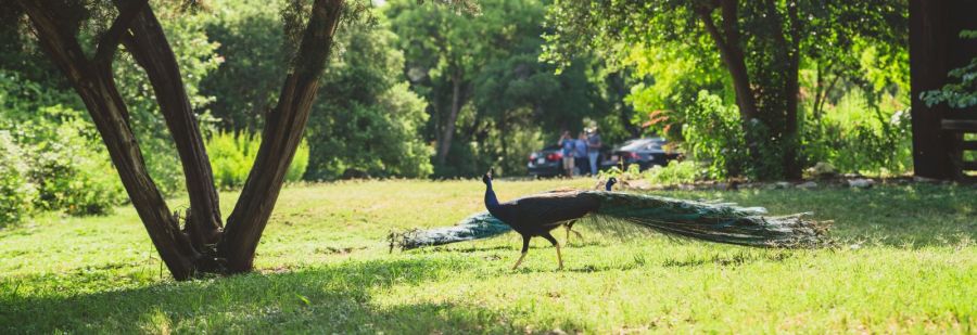 Austin's Roots & Wings Festival