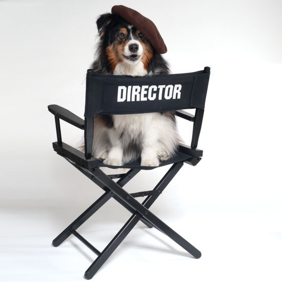 Our Favorite New York Movie Dogs