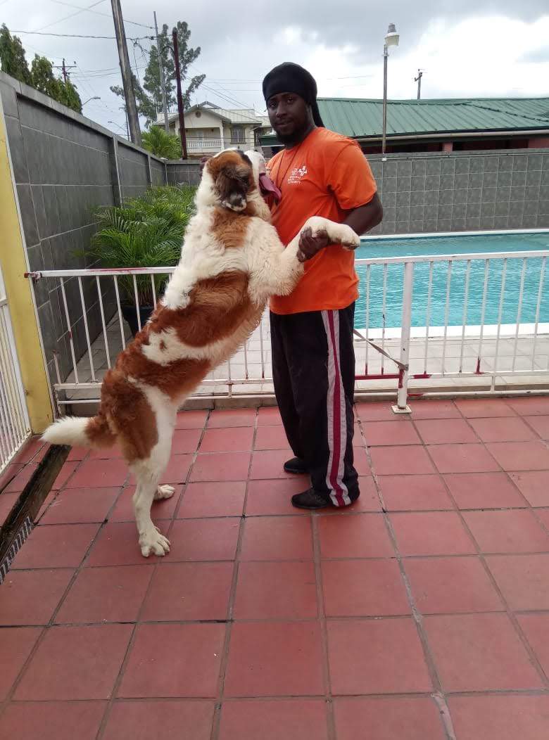  Dog Training – Obedience & Protection