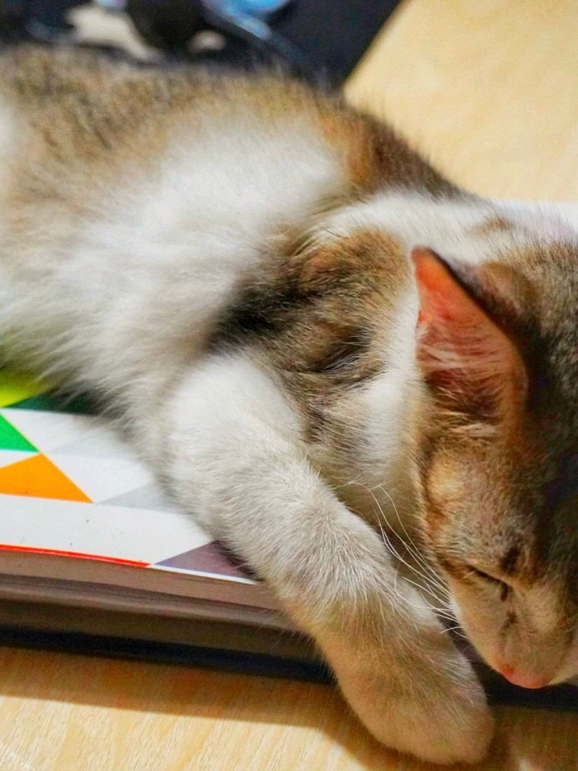 Afternoon Nap — Shakil Ahmed (@shakilxvs)