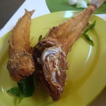 Ikan Bulus
