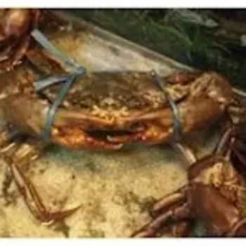 Seafood