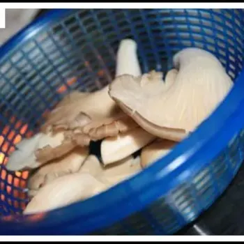 Oyster Mushroom