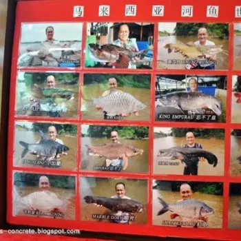 马来西亚河鱼世界 Malaysia River Fish