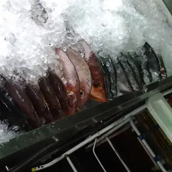 Seafood