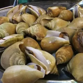 Shell Fish