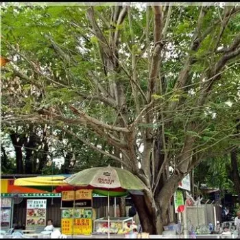 'Under The Tree' Yong Tau Foo Stall