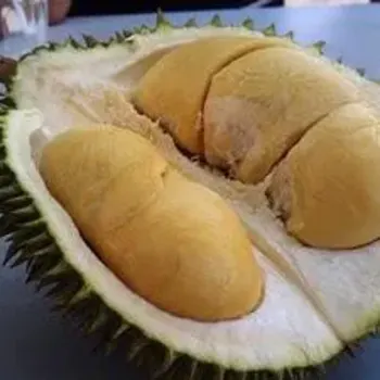 Mau San King