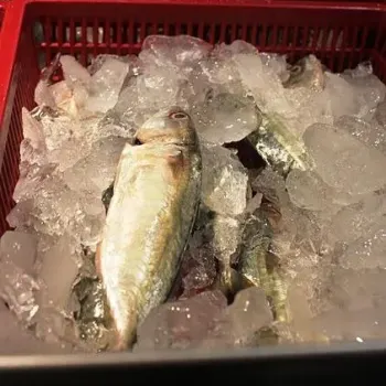 Seafood