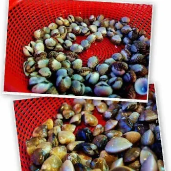 Seafood