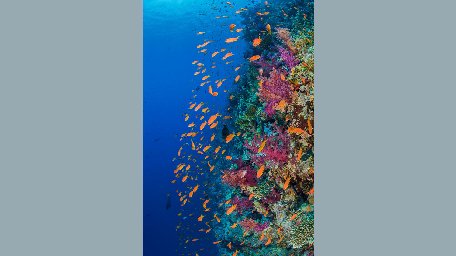 WEB Ocean Agency2