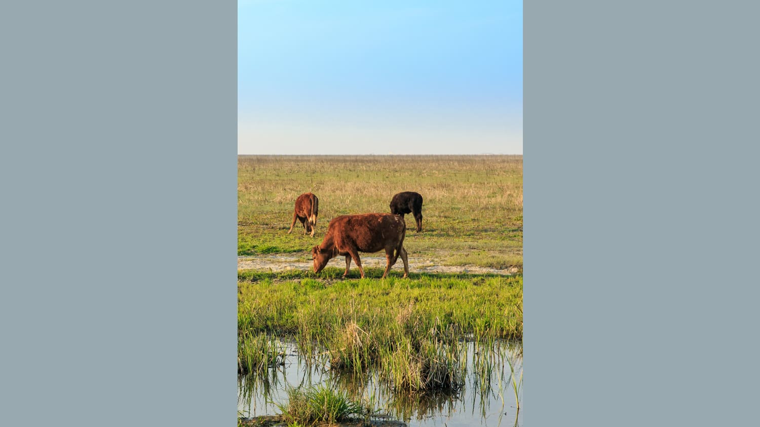 WEB 9 Grass fed beef sourced from near Shanghai
