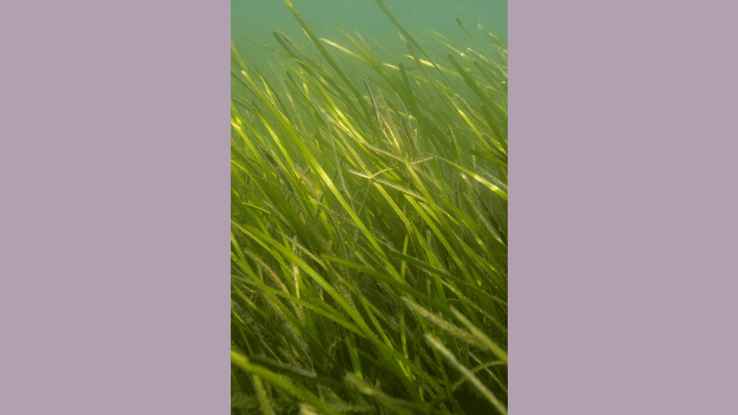 WEB TNC Eel Grass 6 2020 Jay Fleming08