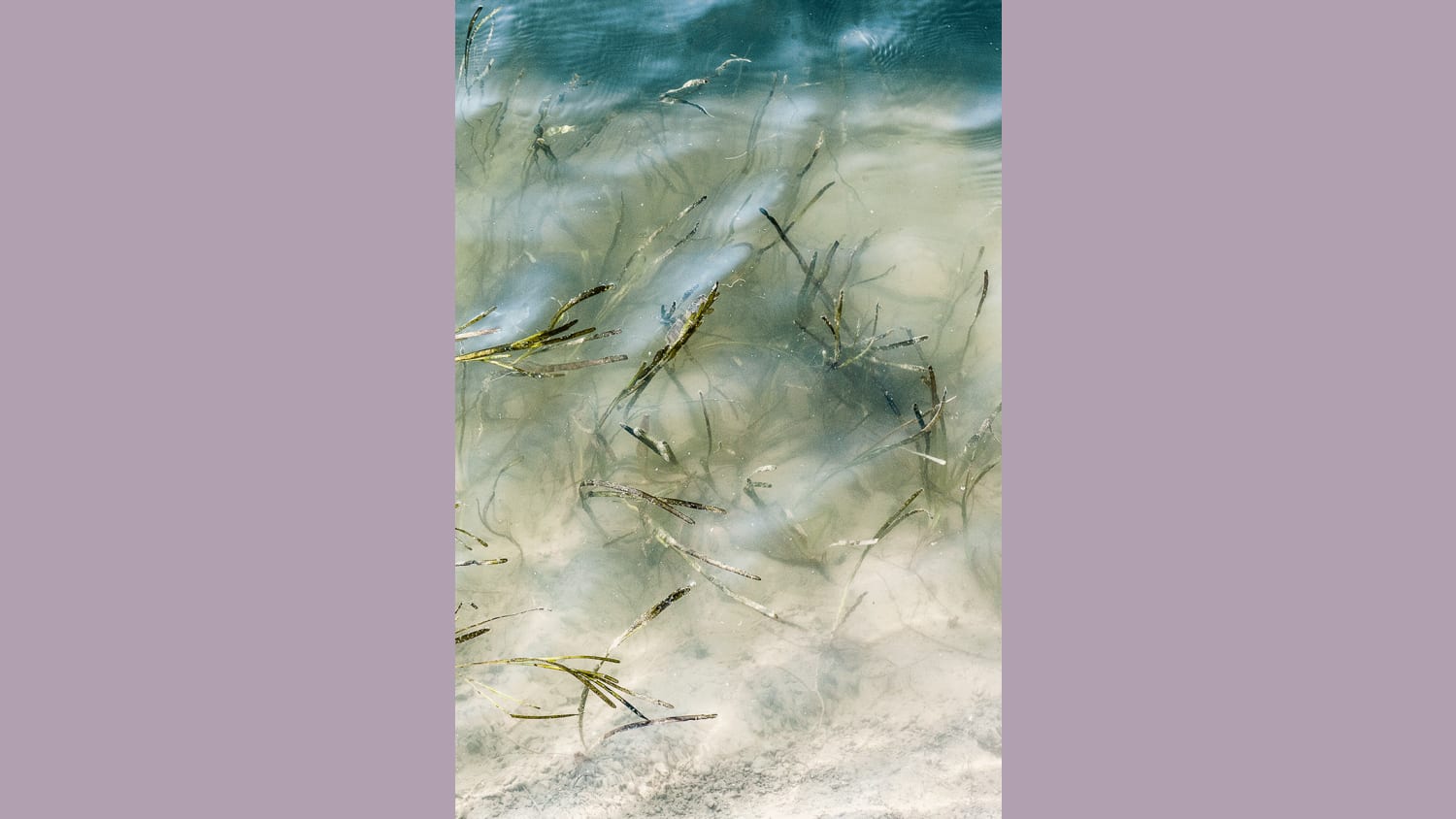 WEB 190904 arroz marino W2 I5615