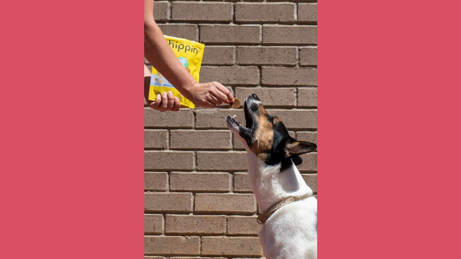 A White person, only their forearms are in the frame of the image, in one hand they are holding a yellow packet of Chippin dog treats. Their other hand is offering a treat to a dog that has its mouth wide open in anticipation.