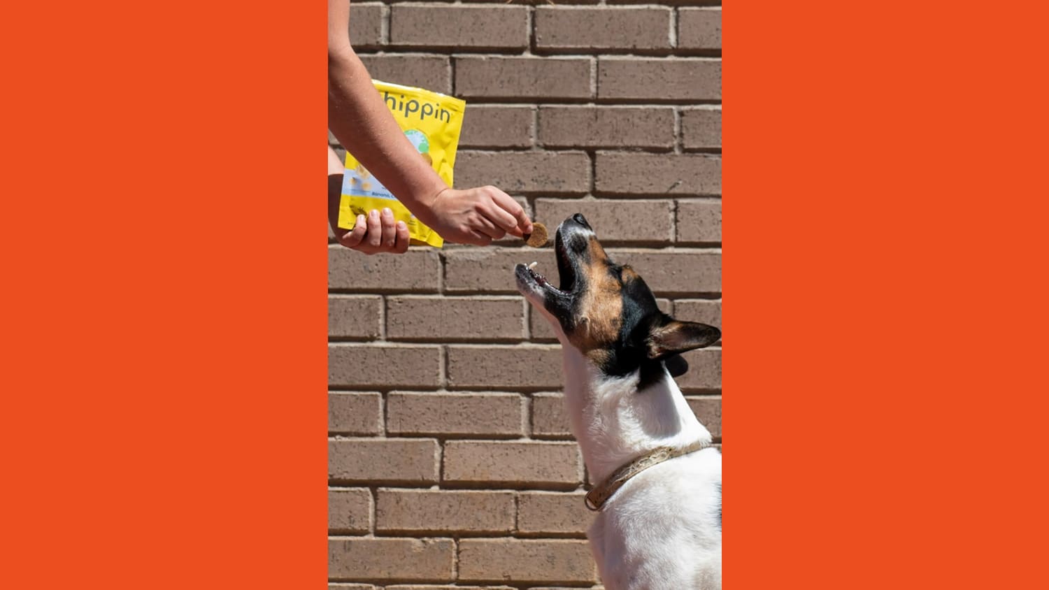 A White person, only their forearms are in the frame of the image, in one hand they are holding a yellow packet of Chippin dog treats. Their other hand is offering a treat to a dog that has its mouth wide open in anticipation.