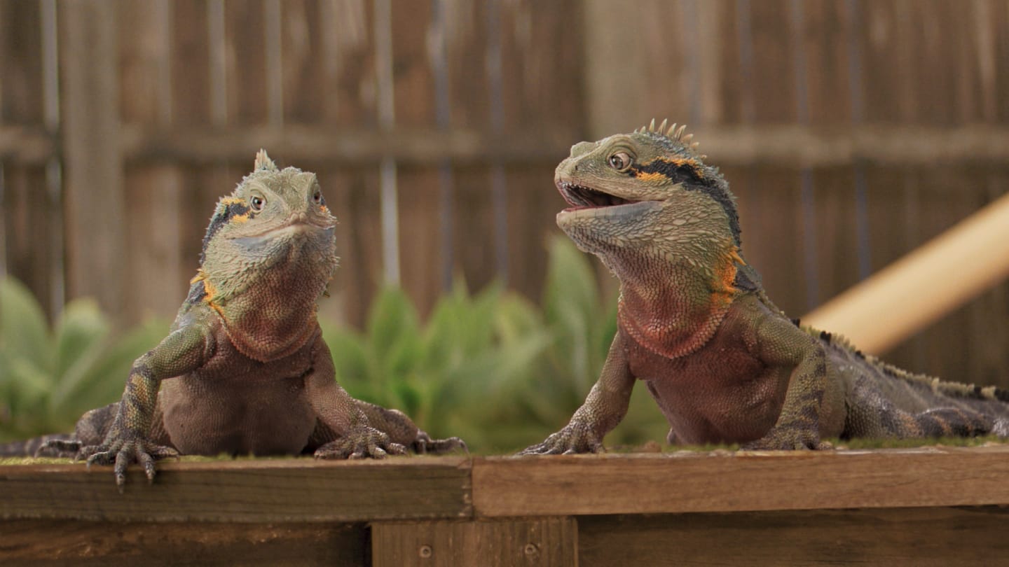 RACQ Water Dragons