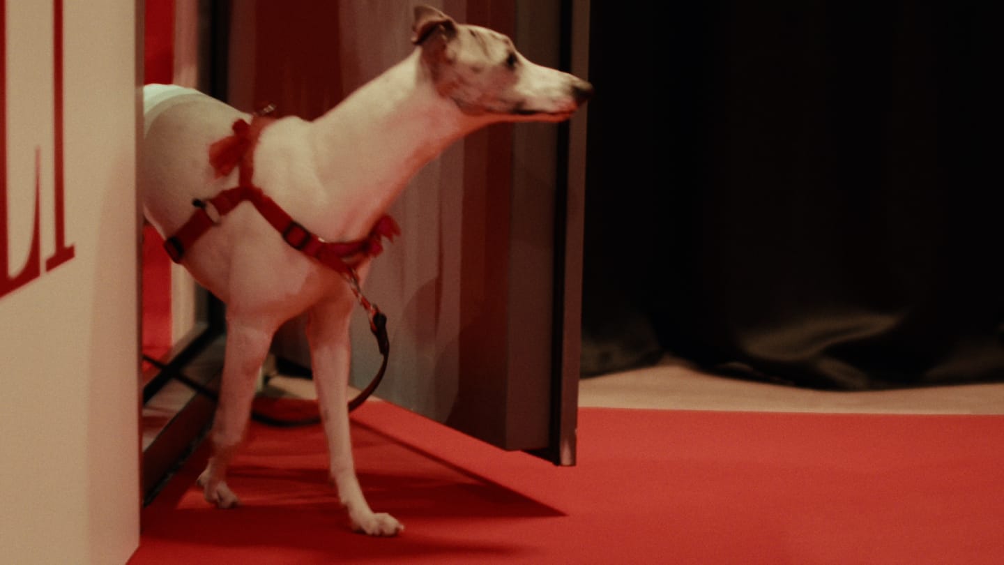 A dog entering into the room