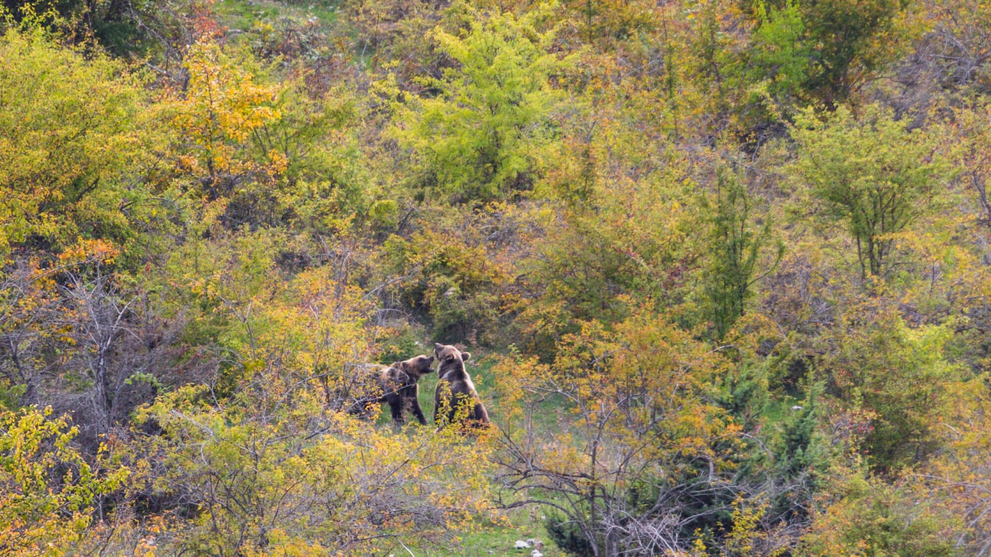 Marsican brown bear (Ursus arctos marsicanus), two adult animals playing among autumnal vegetation. Central Apennines