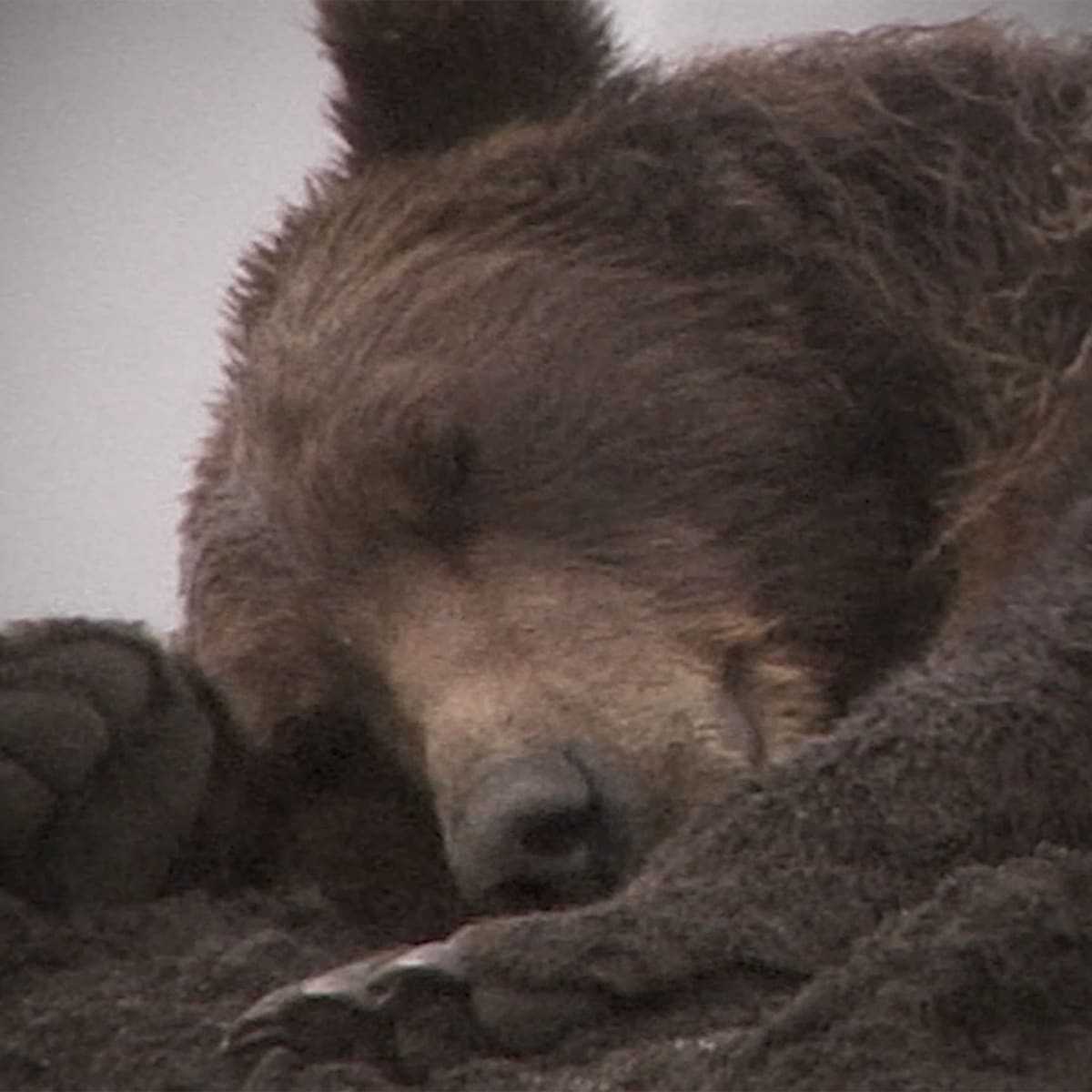 Helly Hansen Bear hero image