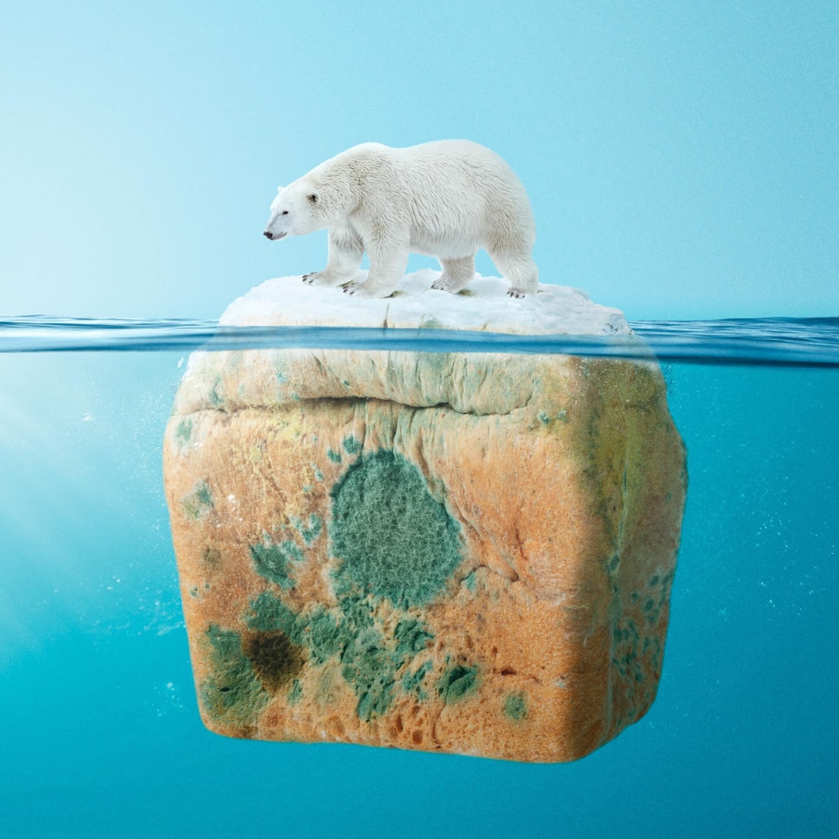 Polar Bear Web