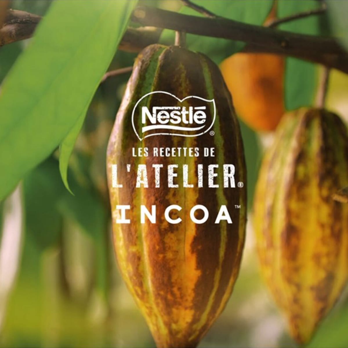 Work FR Nestle Incoa v2