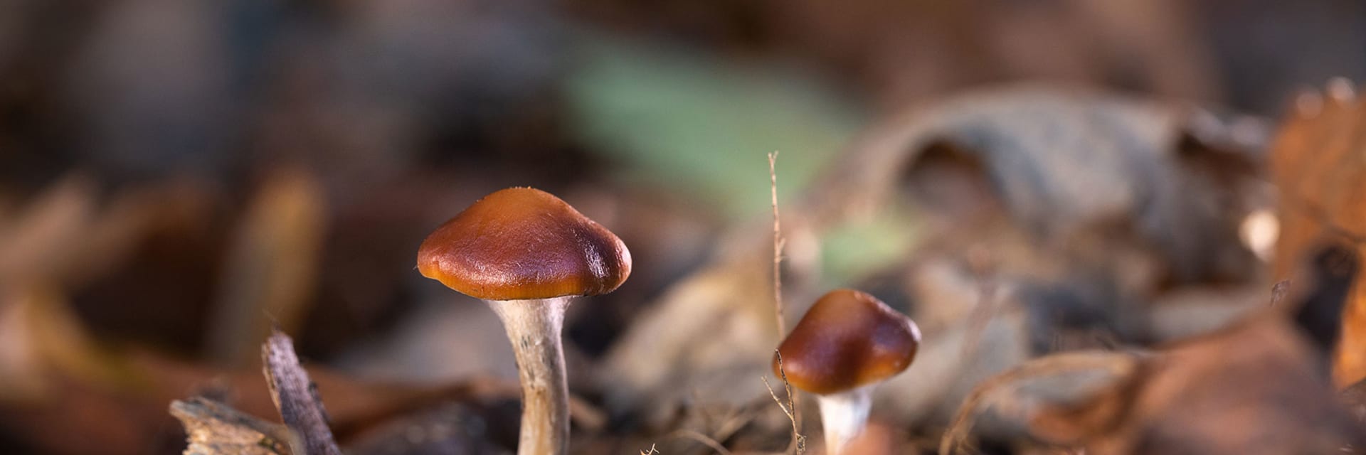 HERO Psilocybe cyanescens mushrooms Imperial College London Thomas Angus