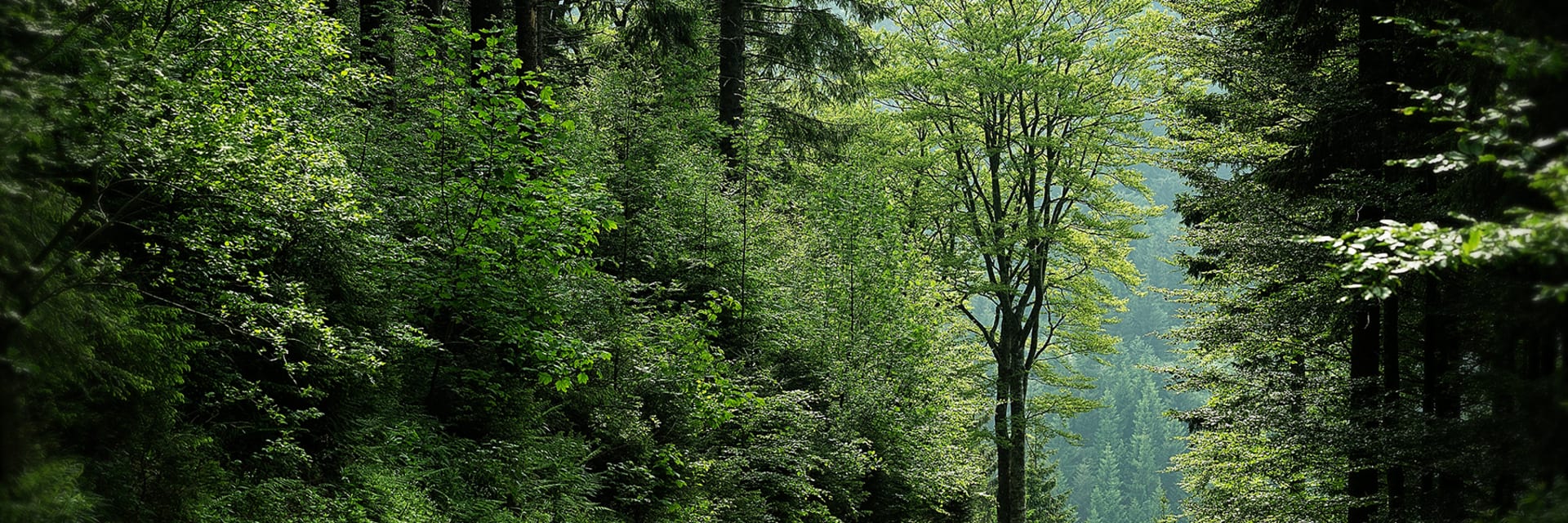 JWT daylight environment fog 109391 copy