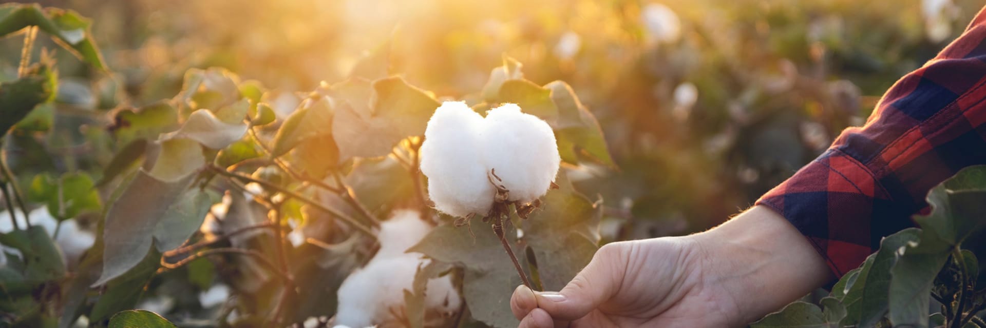 A hand with light skin and a long sleeve reaches into viewpoint to pick cotton from the bolls.