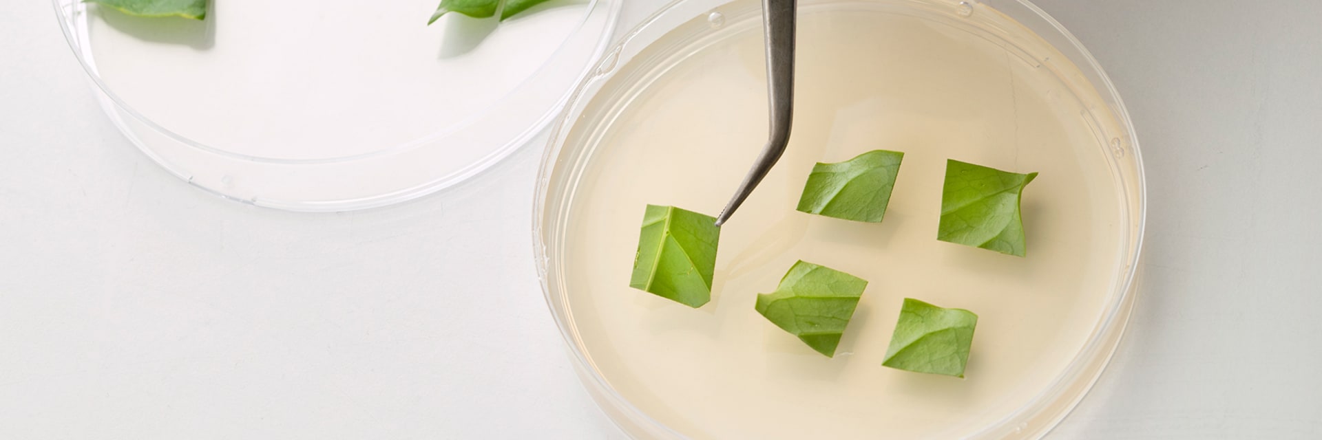 Two Petrie dishes pictured: in the left are three cut green leaves. In the right, six cut green leaves and a hand can be seen moving one using metal tweezers.