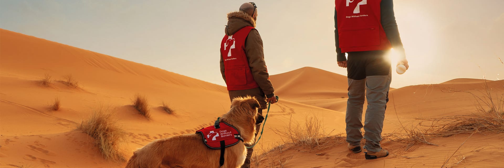 Dogs without Borders Hero