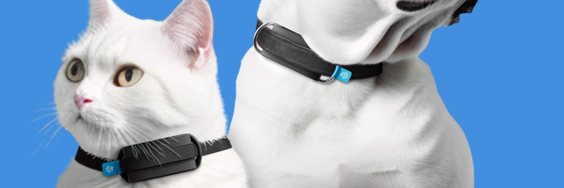 A white cat and a white and brown bulldog wearing smart collars agsinst a blue background