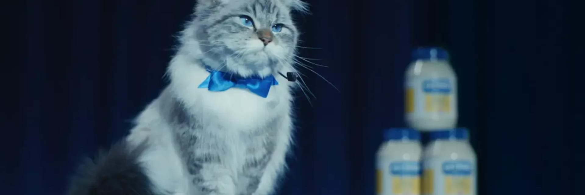 Mayo Cat
