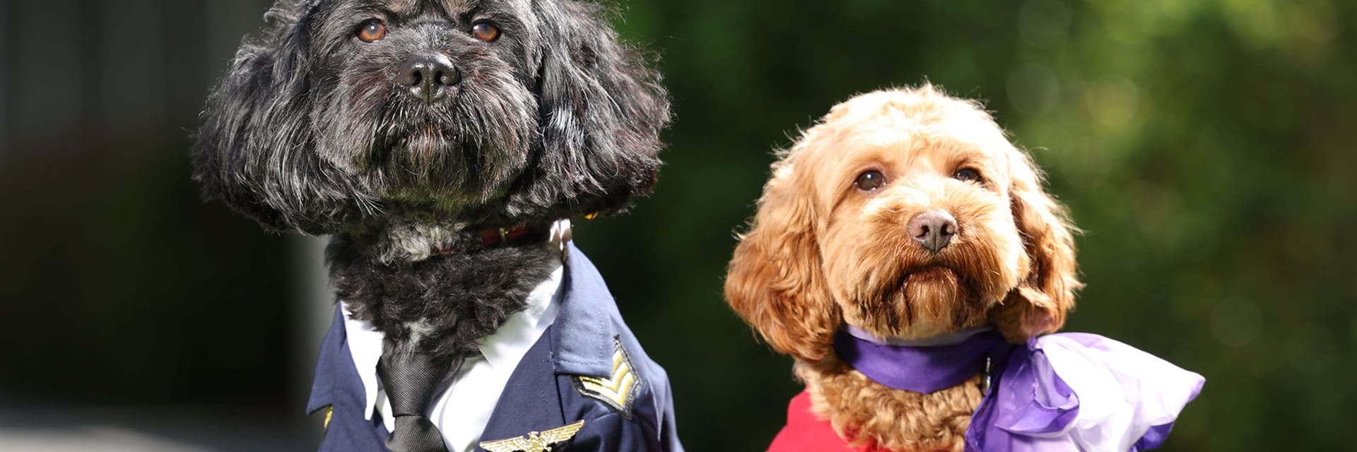 Virgin Australia pet service