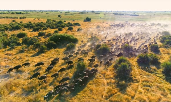 Image of wild bisons running to depict caring for the habitats of all living beings