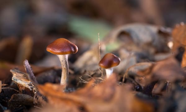 HERO Psilocybe cyanescens mushrooms Imperial College London Thomas Angus