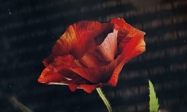 WT CANADA ROYAL CANADIAN LEGION IMMORTAL POPPY WEBSITE