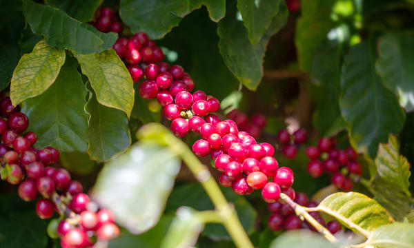 HERO Detail 2 coffee plant in palermo