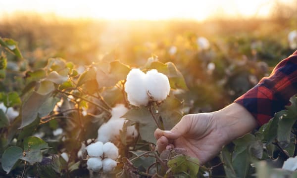 HERO US Regenerative Cotton Fund 1