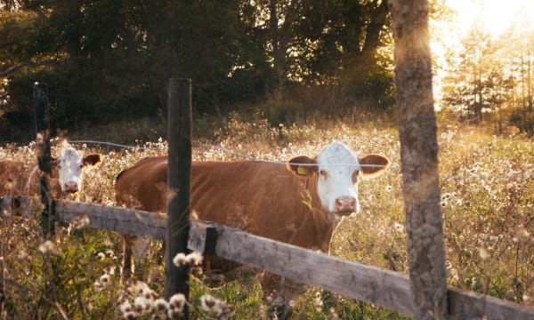 Two brown cows with white faces in pasture surrounded by trees and tall grasses and bathed in low sunlight
