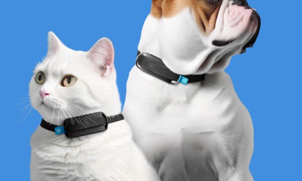 A white cat and a white and brown bulldog wearing smart collars agsinst a blue background