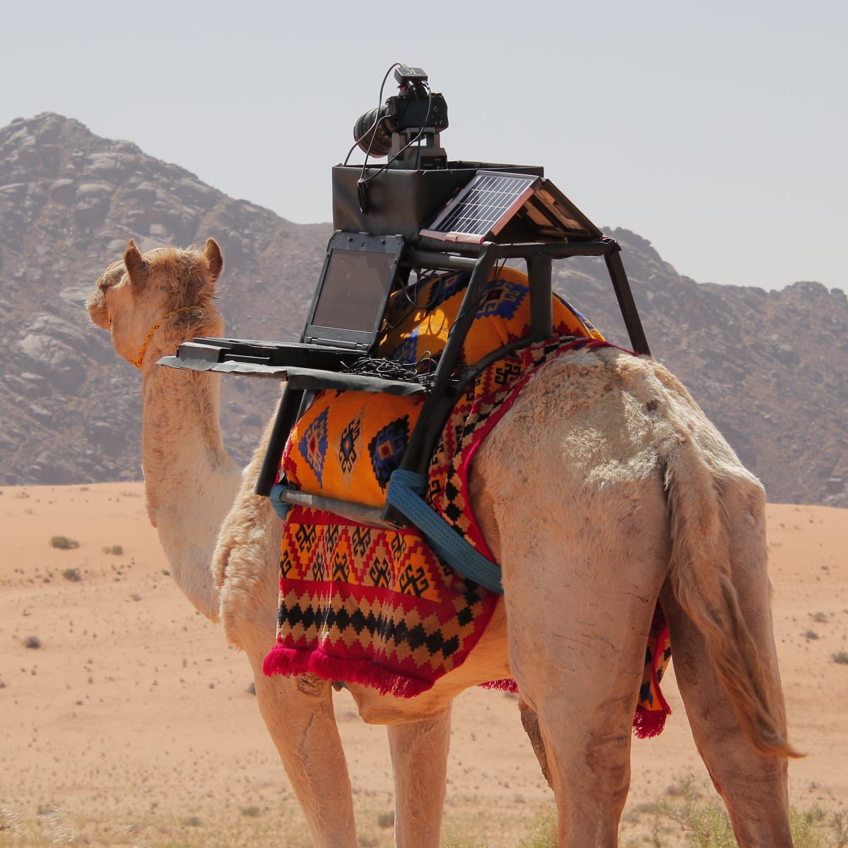 camel in the desert with camera on his back