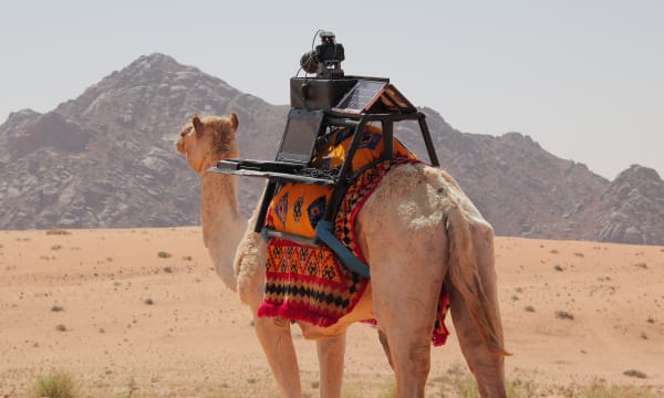 camel in the desert with camera on his back