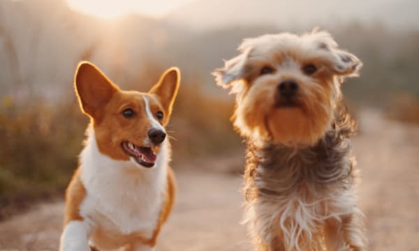 Two dogs running