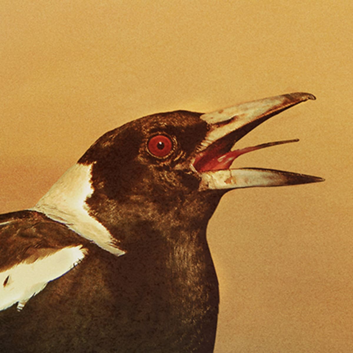 WWF NATURE 1920 X1080